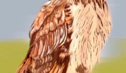 coruja
